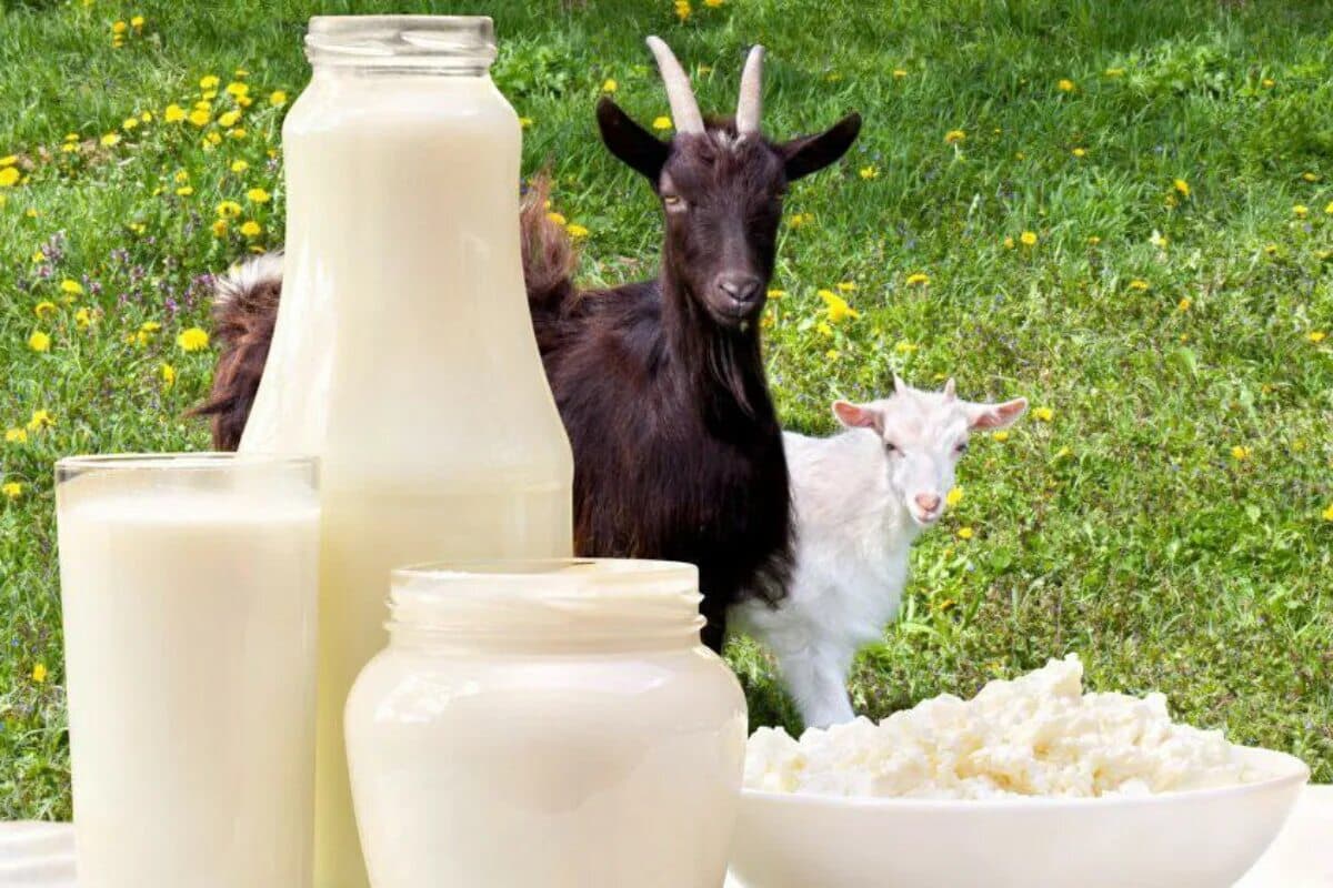 Starší lidé by měli pít tento druh mléka, ale obvykle se vyhýbají jeho nákupu v obchodě. Posiluje kosti a usnadňuje práci střev.